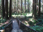 Florence Keller Foot Bridge (2)